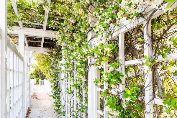 Cost of Trellis Repair in Vancouver