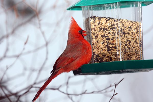 Cost of Bird Feeder Hanging in Vancouver