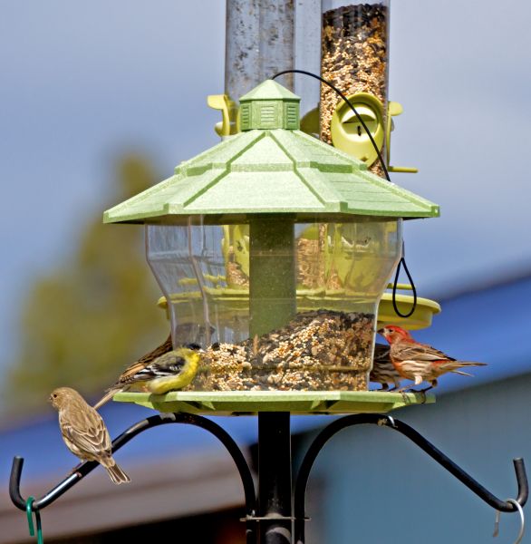 Cost of Bird Feeder Installation in Vancouver